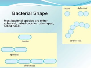 Bacteria Class 9 Science