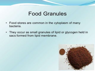 Bacteria Class 9 Science
