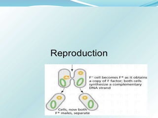 Bacteria Class 9 Science