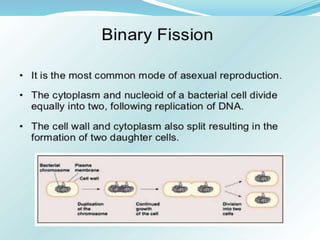 Bacteria Class 9 Science