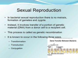 Bacteria Class 9 Science