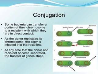 Bacteria Class 9 Science