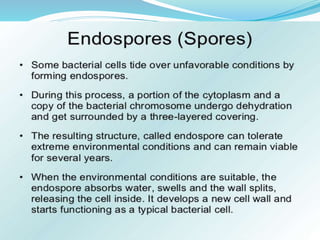 Bacteria Class 9 Science