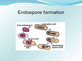 Bacteria Class 9 Science