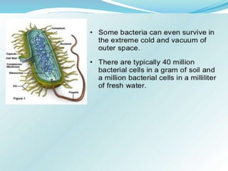 Bacteria Class 9 Science