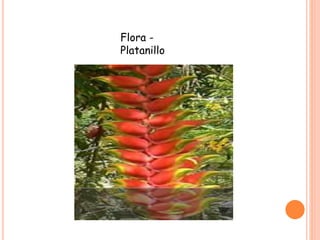 Flora -
Platanillo
 