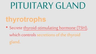 The Hypothalamus and Pituitary Gland | PPTX