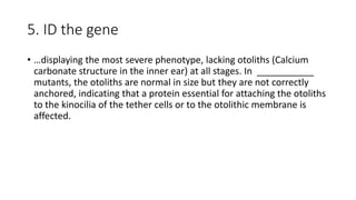 5. ID the gene
• …displaying the most severe phenotype, lacking otoliths (Calcium
carbonate structure in the inner ear) at all stages. In ___________
mutants, the otoliths are normal in size but they are not correctly
anchored, indicating that a protein essential for attaching the otoliths
to the kinocilia of the tether cells or to the otolithic membrane is
affected.
 