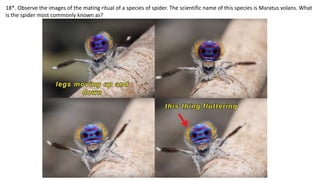 18*. Observe the images of the mating ritual of a species of spider. The scientific name of this species is Maratus volans. What
is the spider most commonly known as?
 