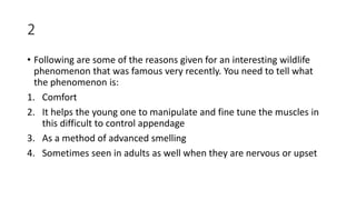2
• Following are some of the reasons given for an interesting wildlife
phenomenon that was famous very recently. You need to tell what
the phenomenon is:
1. Comfort
2. It helps the young one to manipulate and fine tune the muscles in
this difficult to control appendage
3. As a method of advanced smelling
4. Sometimes seen in adults as well when they are nervous or upset
 
