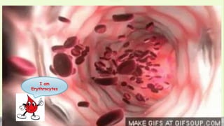 I am
Erythrocytes
 