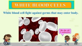 White blood cell fight against germs that may enter body.
We also call
it Leukocytes
 