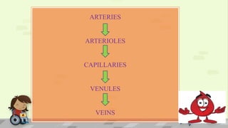 ARTERIES
ARTERIOLES
CAPILLARIES
VENULES
VEINS
 