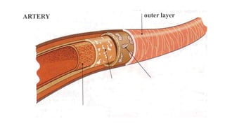 ARTERY outer layer
 