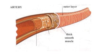ARTERY outer layer
thick
smooth
muscle
 