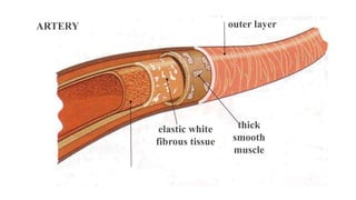 ARTERY outer layer
thick
smooth
muscle
elastic white
fibrous tissue
 
