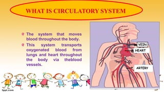 The system that moves
blood throughout the body.
This system transports
oxygenated blood from
lungs and heart throughout
the body via theblood
vessels.
VEIN
HEART
 