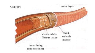 ARTERY outer layer
thick
smooth
muscle
elastic white
fibrous tissue
inner lining
(endothelium)
 