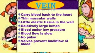 Carry blood back to the heart
Thin muscular walls
Little elastic tissue in the wall
Relatively large lumen
Blood under low pressure
Blood flow is slow
No pulse
Valves prevent backflow of
blood
 