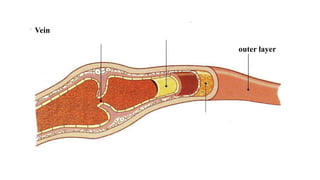 Vein
outer layer
 