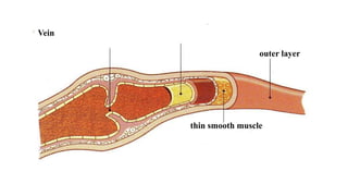 Vein
outer layer
thin smooth muscle
 