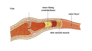 Vein
outer layer
thin smooth muscle
inner lining
(endothelium)
 