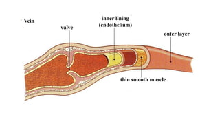 Vein
outer layer
thin smooth muscle
inner lining
(endothelium)valve
 