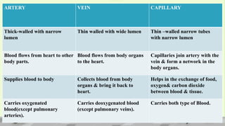 ARTERY VEIN CAPILLARY
Thick-walled with narrow
lumen
Thin walled with wide lumen Thin –walled narrow tubes
with narrow lumen
Blood flows from heart to other
body parts.
Blood flows from body organs
to the heart.
Capillaries join artery with the
vein & form a network in the
body organs.
Supplies blood to body Collects blood from body
organs & bring it back to
heart.
Helps in the exchange of food,
oxygen& carbon dioxide
between blood & tissue.
Carries oxygenated
blood(except pulmonary
arteries).
Carries deoxygenated blood
(except pulmonary veins).
Carries both type of Blood.
 