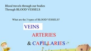 Blood travels through our bodies
Through BLOOD VESSELS
What are the 3 types of BLOOD VESSELS?
VEINS
ARTERIES
& CAPILLARIES
 