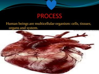 PROCESS
Human beings are multicellular organism: cells, tissues,
organs and system.
 