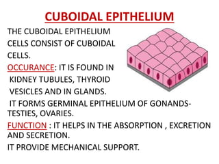 CUBOIDAL EPITHELIUM
THE CUBOIDAL EPITHELIUM
CELLS CONSIST OF CUBOIDAL
CELLS.
OCCURANCE: IT IS FOUND IN
KIDNEY TUBULES, THYROID
VESICLES AND IN GLANDS.
IT FORMS GERMINAL EPITHELIUM OF GONANDS-
TESTIES, OVARIES.
FUNCTION : IT HELPS IN THE ABSORPTION , EXCRETION
AND SECRETION.
IT PROVIDE MECHANICAL SUPPORT.
 