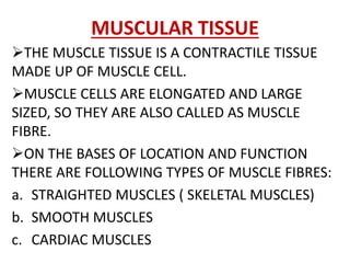MUSCULAR TISSUE
THE MUSCLE TISSUE IS A CONTRACTILE TISSUE
MADE UP OF MUSCLE CELL.
MUSCLE CELLS ARE ELONGATED AND LARGE
SIZED, SO THEY ARE ALSO CALLED AS MUSCLE
FIBRE.
ON THE BASES OF LOCATION AND FUNCTION
THERE ARE FOLLOWING TYPES OF MUSCLE FIBRES:
a. STRAIGHTED MUSCLES ( SKELETAL MUSCLES)
b. SMOOTH MUSCLES
c. CARDIAC MUSCLES
 