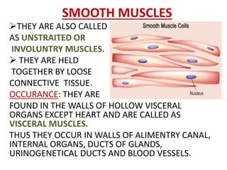 SMOOTH MUSCLES
THEY ARE ALSO CALLED
AS UNSTRAITED OR
INVOLUNTRY MUSCLES.
 THEY ARE HELD
TOGETHER BY LOOSE
CONNECTIVE TISSUE.
OCCURANCE: THEY ARE
FOUND IN THE WALLS OF HOLLOW VISCERAL
ORGANS EXCEPT HEART AND ARE CALLED AS
VISCERAL MUSCLES.
THUS THEY OCCUR IN WALLS OF ALIMENTRY CANAL,
INTERNAL ORGANS, DUCTS OF GLANDS,
URINOGENETICAL DUCTS AND BLOOD VESSELS.
 