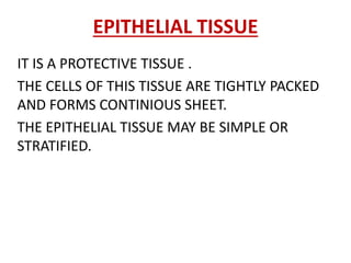 EPITHELIAL TISSUE
IT IS A PROTECTIVE TISSUE .
THE CELLS OF THIS TISSUE ARE TIGHTLY PACKED
AND FORMS CONTINIOUS SHEET.
THE EPITHELIAL TISSUE MAY BE SIMPLE OR
STRATIFIED.
 