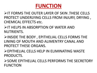 FUNCTION
IT FORMS THE OUTER LAYER OF SKIN .THESE CELLS
PROTECT UNDERLYING CELLS FROM INJURY, DRYING ,
CHEMICAL EFFECTS etc.
IT HELPS IN ABSORPTION OF WATER AND
NUTRIENTS.
INSIDE THE BODY , EPITHELIAL CELLS FORMS THE
LINING OF MOUTH AND ALIMENTRY CANAL AND
PROTECT THESE ORGANS.
EPITHELIAL CELLS HELP IN ELIMINATING WASTE
PRODUCTS.
SOME EPITHELIAL CELLS PERFORMS THE SECRETORY
FUNCTION
 