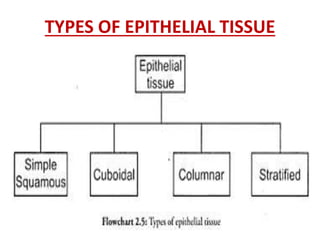 TYPES OF EPITHELIAL TISSUE
 