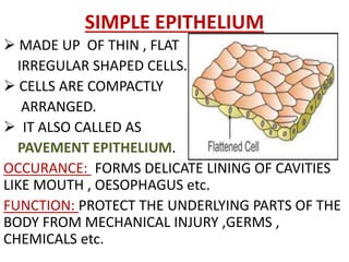 SIMPLE EPITHELIUM
 MADE UP OF THIN , FLAT
IRREGULAR SHAPED CELLS.
 CELLS ARE COMPACTLY
ARRANGED.
 IT ALSO CALLED AS
PAVEMENT EPITHELIUM.
OCCURANCE: FORMS DELICATE LINING OF CAVITIES
LIKE MOUTH , OESOPHAGUS etc.
FUNCTION: PROTECT THE UNDERLYING PARTS OF THE
BODY FROM MECHANICAL INJURY ,GERMS ,
CHEMICALS etc.
 