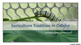 Sericulture Tradition In Odisha
~ sericultural potential yet to be tapped.
 