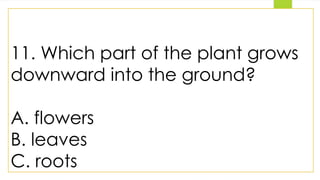 11. Which part of the plant grows
downward into the ground?
A. flowers
B. leaves
C. roots
 