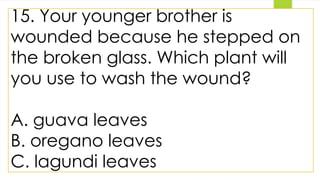 15. Your younger brother is
wounded because he stepped on
the broken glass. Which plant will
you use to wash the wound?
A. guava leaves
B. oregano leaves
C. lagundi leaves
 