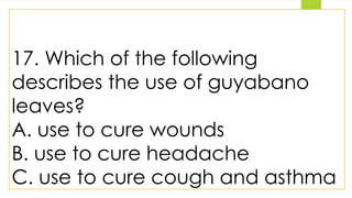 17. Which of the following
describes the use of guyabano
leaves?
A. use to cure wounds
B. use to cure headache
C. use to cure cough and asthma
 