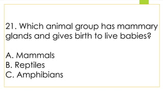 21. Which animal group has mammary
glands and gives birth to live babies?
A. Mammals
B. Reptiles
C. Amphibians
 