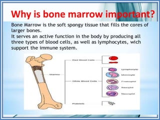 Why is bone marrow important?
 