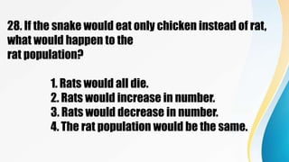 28. If the snake would eat only chicken instead of rat,
what would happen to the
rat population?
1. Rats would all die.
2. Rats would increase in number.
3. Rats would decrease in number.
4. The rat population would be the same.
 