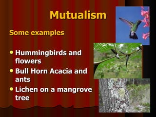 Mutualism Some examples Hummingbirds and flowers Bull Horn Acacia and ants Lichen on a mangrove tree 