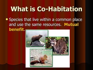 What is Co-Habitation Species that live within a common place and use the same resources.  Mutual benefit . 