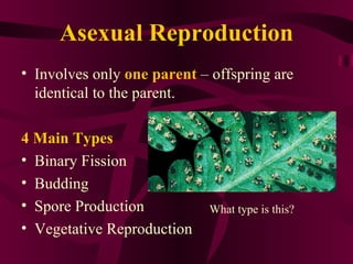 Science 9 Unit A Biological Diversity Section2 Lesson4 Asexual Sexual
