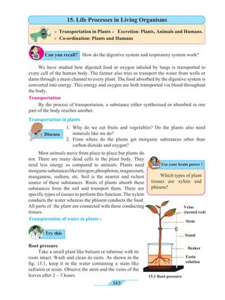163
	 We have studied how digested food or oxygen inhaled by lungs is transported to
every cell of the human body. The farmer also tries to transport the water from wells or
dams through a main channel to every plant. The food absorbed by the digestive system is
converted into energy. This energy and oxygen are both transported via blood throughout
the body.
Transportation
	 By the process of transportation, a substance either synthesised or absorbed in one
part of the body reaches another.
Transportation in plants
How do the digestive system and respiratory system work?
Veins
(turned red)
Stand
Beaker
15.1 Root pressure
Eosin
solution
Stem
Transportation of water in plants :
1.	Why do we eat fruits and vegetables? Do the plants also need
minerals like we do?
2.	From where do the plants get inorganic substances other than
carbon dioxide and oxygen?
	 Most animals move from place to place but plants do
not. There are many dead cells in the plant body. They
need less energy as compared to animals. Plants need
inorganicsubstanceslikenitrogen,phosphorus,magnesium,
manganese, sodium, etc. Soil is the nearest and richest
source of these substances. Roots of plants absorb these
substances from the soil and transport them. There are
specific types of tissues to perform this function. The xylem
conducts the water whereas the phloem conducts the food.
All parts of the plant are connected with these conducting
tissues.
Root pressure
	 Take a small plant like balsam or tuberose with its
roots intact. Wash and clean its roots. As shown in the
fig. 15.1, keep it in the water containing a stain like
safranin or eosin. Observe the stem and the veins of the
leaves after 2 – 3 hours.	
Can you recall?
Use your brain power !
Discuss
Try this
Ø Transportation in Plants Ø Excretion: Plants, Animals and Humans.
Ø Co-ordination: Plants and Humans
15. Life Processes in Living Organisms
	 Which types of plant
tissues are xylem and
phloem?
 