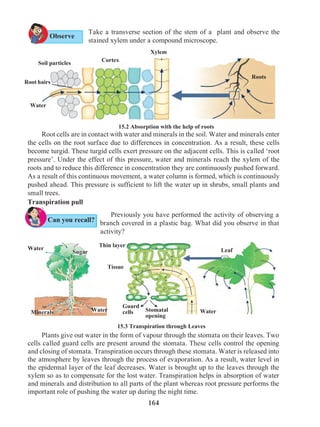 164
Take a transverse section of the stem of a plant and observe the
stained xylem under a compound microscope.
15.2 Absorption with the help of roots
	 Root cells are in contact with water and minerals in the soil. Water and minerals enter
the cells on the root surface due to differences in concentration. As a result, these cells
become turgid. These turgid cells exert pressure on the adjacent cells. This is called ‘root
pressure’. Under the effect of this pressure, water and minerals reach the xylem of the
roots and to reduce this difference in concentration they are continuously pushed forward.
As a result of this continuous movement, a water column is formed, which is continuously
pushed ahead. This pressure is sufficient to lift the water up in shrubs, small plants and
small trees.
Transpiration pull
	 Previously you have performed the activity of observing a
branch covered in a plastic bag. What did you observe in that
activity?
	 Plants give out water in the form of vapour through the stomata on their leaves. Two
cells called guard cells are present around the stomata. These cells control the opening
and closing of stomata. Transpiration occurs through these stomata. Water is released into
the atmosphere by leaves through the process of evaporation. As a result, water level in
the epidermal layer of the leaf decreases. Water is brought up to the leaves through the
xylem so as to compensate for the lost water. Transpiration helps in absorption of water
and minerals and distribution to all parts of the plant whereas root pressure performs the
important role of pushing the water up during the night time.
15.3 Transpiration through Leaves
Sugar
Minerals Water
Water
Soil particles
Cortex
Water
Xylem
Root hairs
Roots
Stomatal
opening
Guard
cells
Leaf
Thin layer
Tissue
Water
Can you recall?
Observe
 