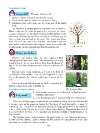 166
1. 	Leaves of plants fall off in a particular season.
2. 	Fruits, flowers fall off after a certain period of time.
3. 	Substances like resin, gum, etc. are given out of the plant
body.
	 Excretion is a simpler process in plants than in animals.
There is no special organ or system for excretion in plants.
Gaseous substances are given out by diffusion. Most of the waste
substances of plants are stored in vacuoles of leaf-cells and in
flowers, fruits and the bark of the stem. After some time these
parts fall off. Some other waste materials are stored in old and
worn xylem in the form of resin and gum. Some waste materials
are also given out through roots into the surrounding soil.
Why does this happen?
	 Observe your mother while she cuts elephant’s foot
(Amorphophallus) or arum leaves. Your hands may also begin
to itch if you try to cut those leaves. Why does this happen?
Try to find out. Ask your mother what she does to prevent the
itching.
	 In some plants, waste materials are present in the form of
crystals of calcium oxalate. They are called raphides. As they
are needle-shaped, they prickle and cause irritation of the
skin.
	 Some waste materials of plants are useful to humans, for
example, gum, resin, latex of rubber, etc.
Excretion in human beings
15.4 Leaf fall
Observe and find out.
Excretion in plants
	 There are different organ systems in the human body to bring about the different life
processes, such as the digestive system for digestion of food, respiratory system for
respiration, etc. The process of digestion leading to energy production is an important
process of our body. Various waste materials are formed during this process. Removal of
these wastes from the body is very important and it is the excretory system that carries out
this function.
	 The human excretory system consists of a pair of kidneys, a pair of ureters, the urinary
bladder and the urethra. Urine is formed by the kidneys by separating the waste and
unwanted excess substances from the blood.
Can you tell?
Can you tell?
15.5 Gum and latex
1.	 Which waste materials are produced in our body through
metabolic activities?
2.	 How does the process of excretion take place in humans?
 